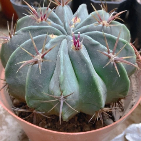 日出仙人球8米仙人球