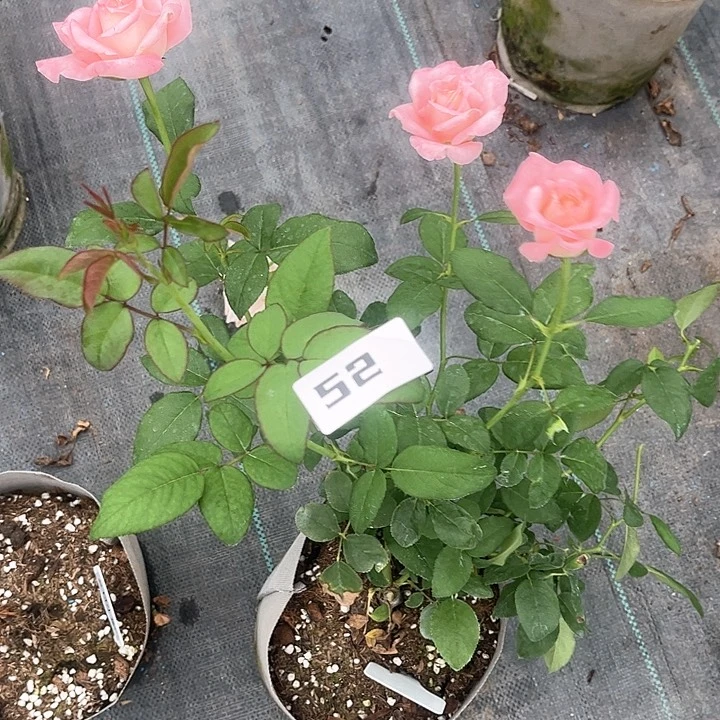 无花朵水果香气52号