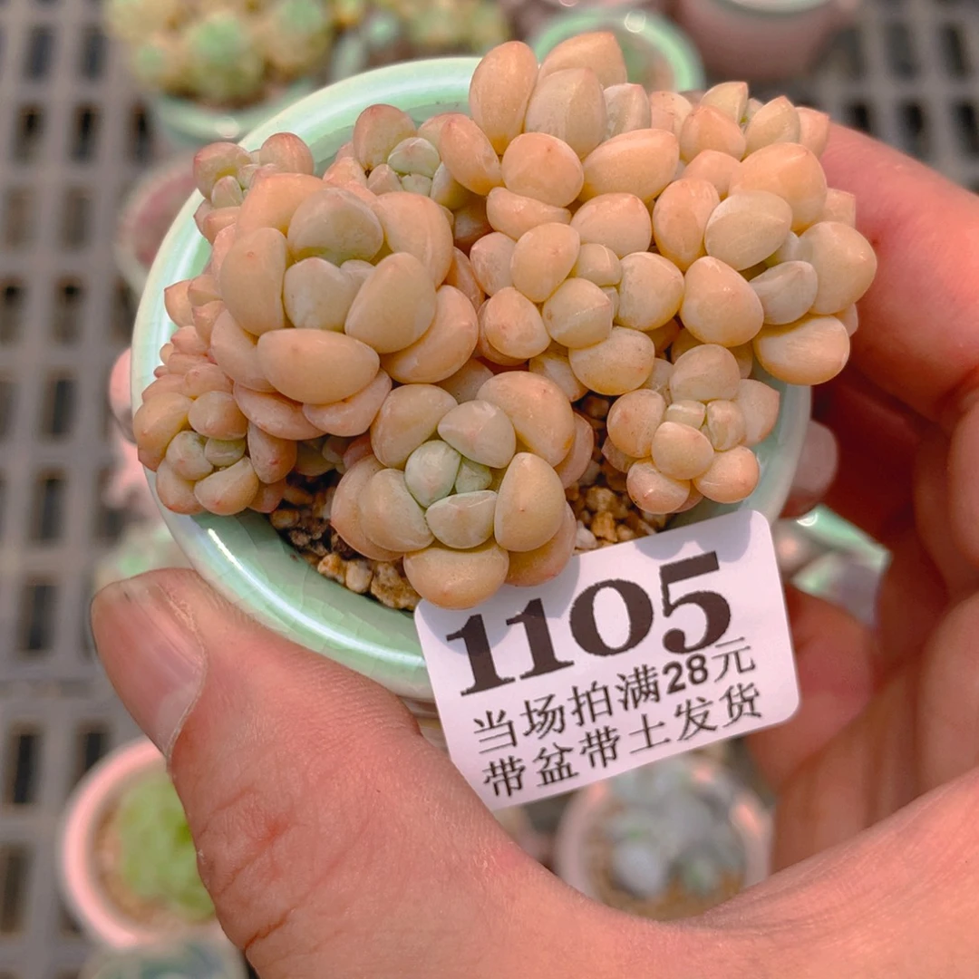 精控多肉植物1105