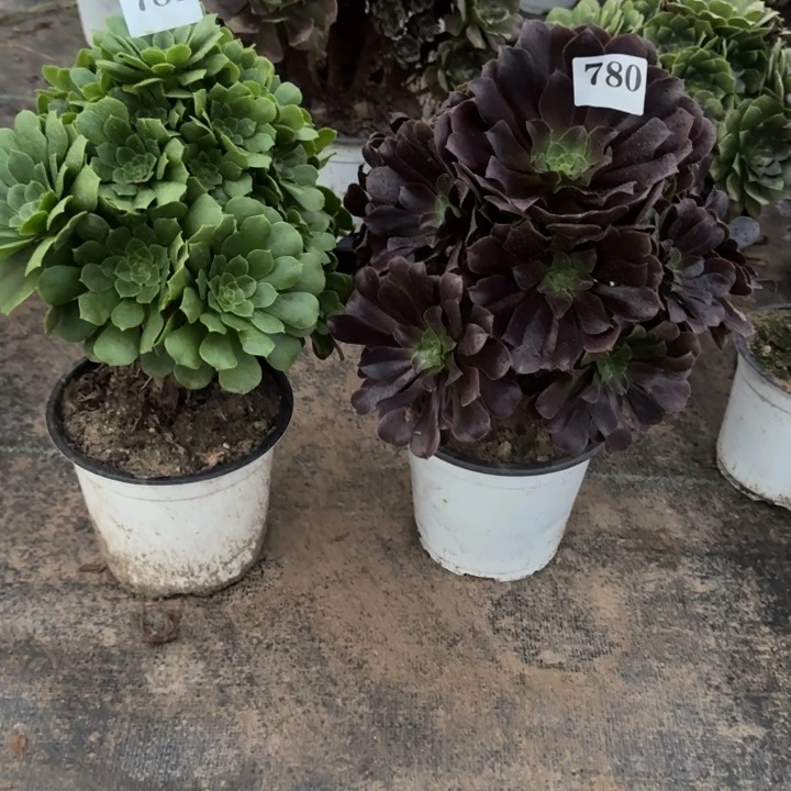 大**化781780包邮。