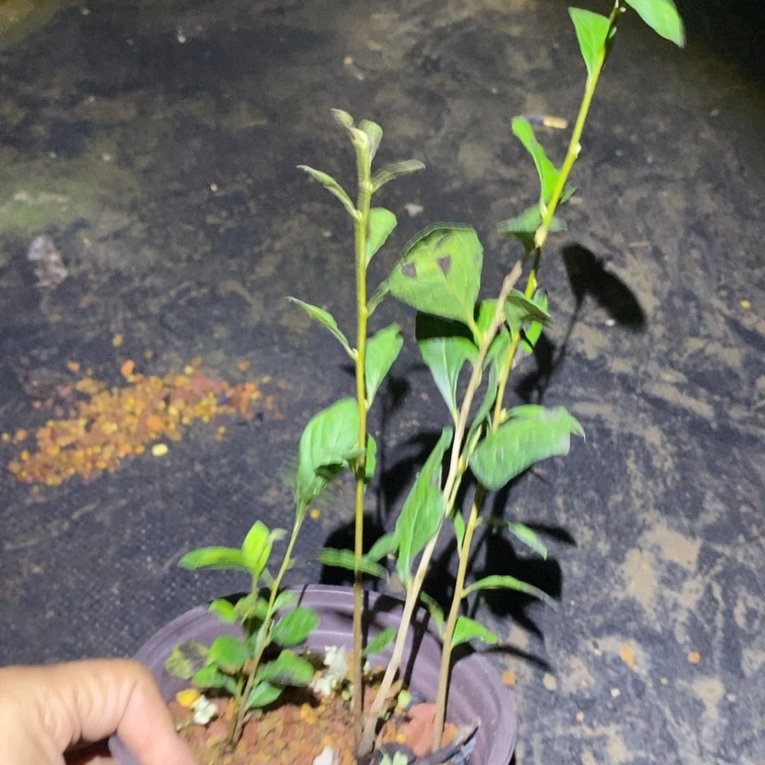 无花朵老鸦柿希望之光丛林