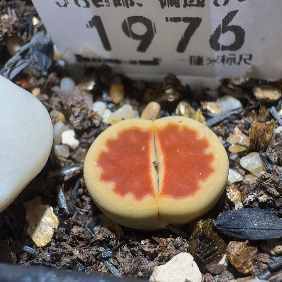 Ssss精品生石花1976