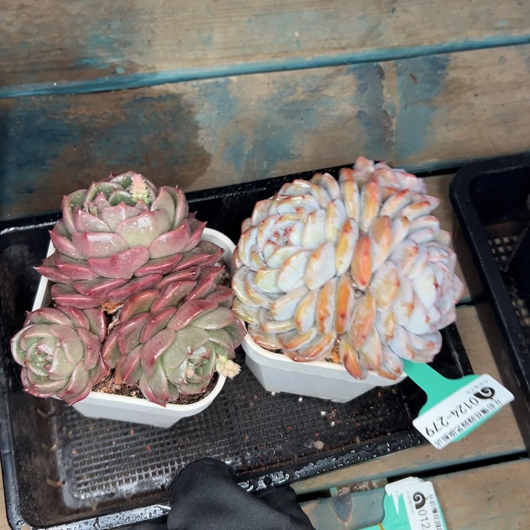 多肉一物一拍0124-279