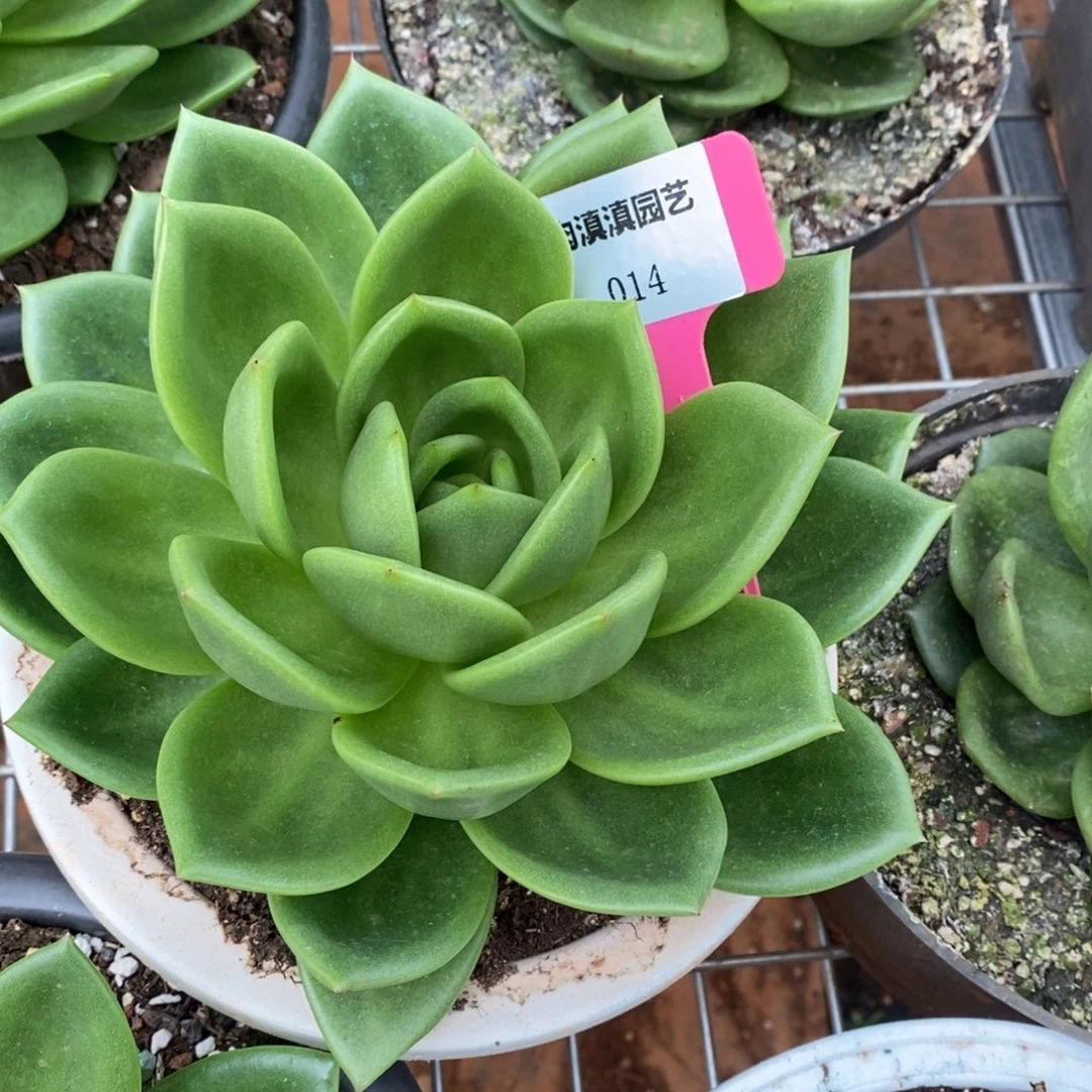 x014-多肉植物 翠花