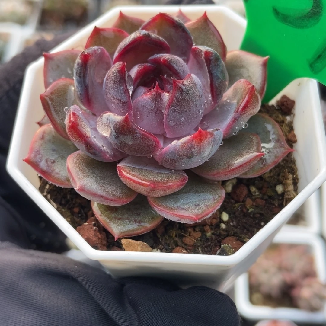 937蓝莓多肉植物多肉