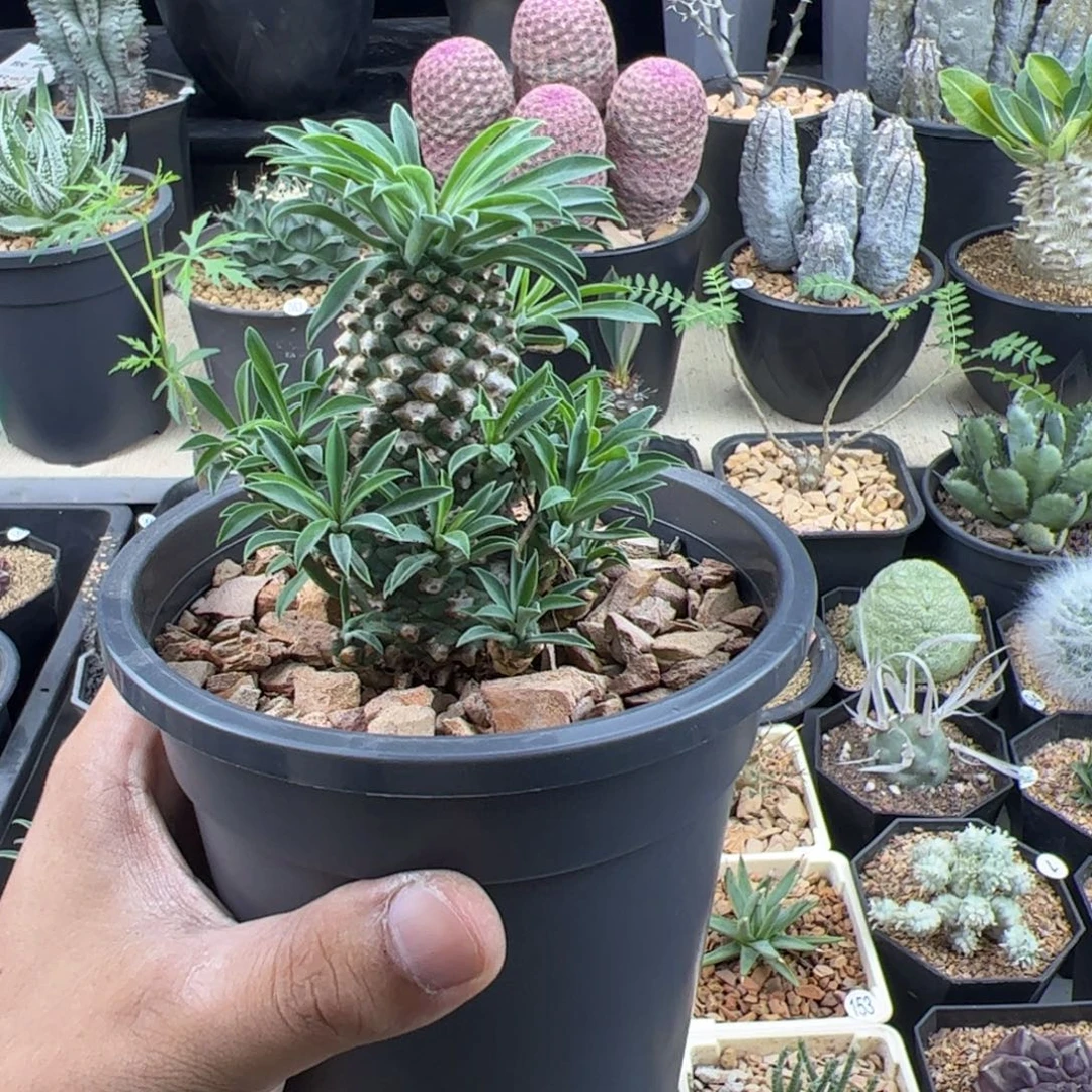 小****铁甲麒麟大戟一物一拍默认脱土发