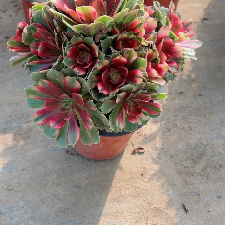 550香妃多肉植物