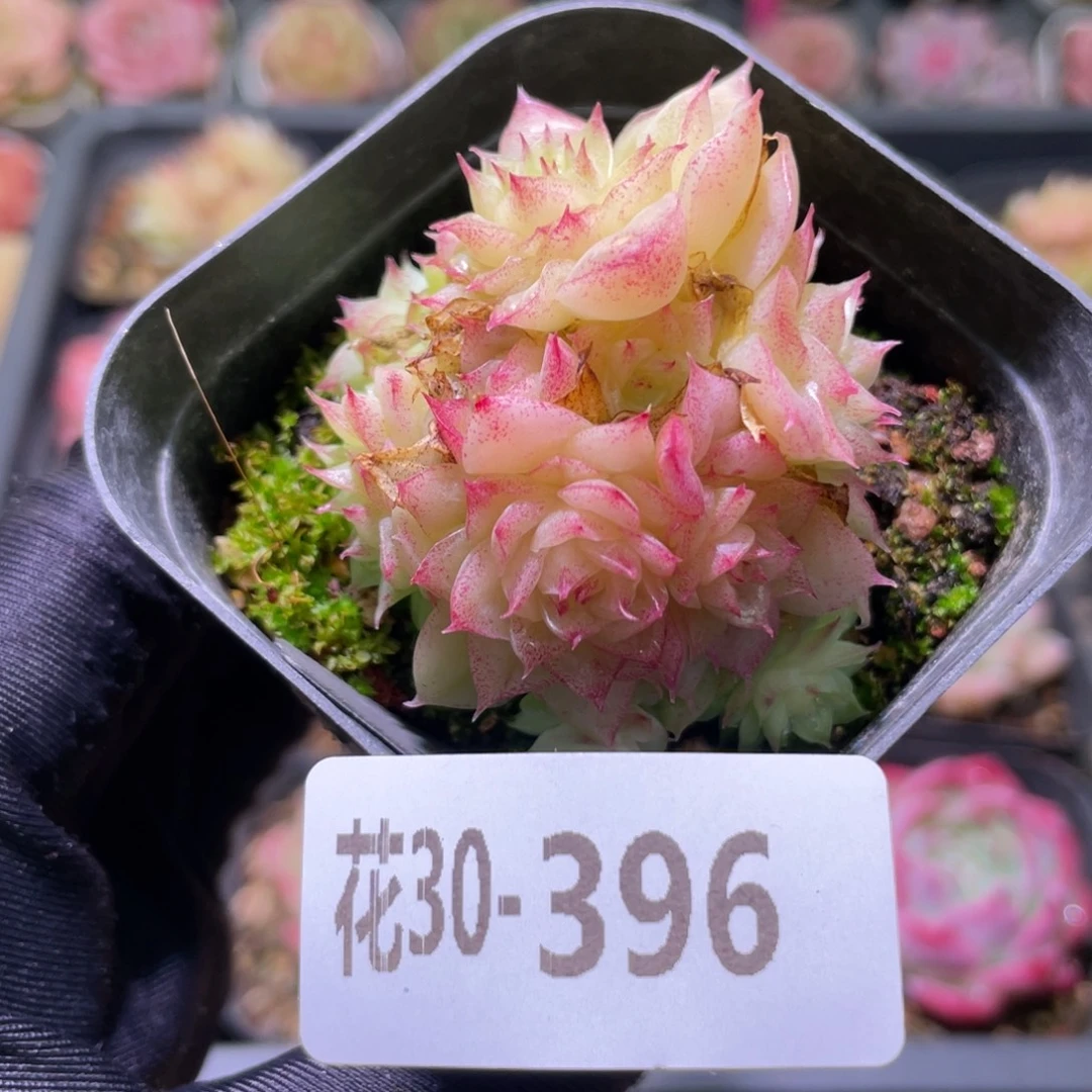 花利美30-396麦秆