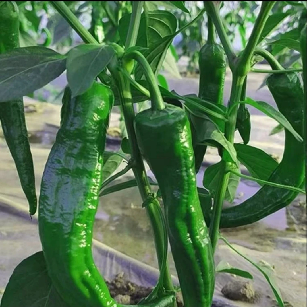 薄皮辣椒新鲜薄皮辣辣中辣辣椒农家自种薄皮辣椒现摘微辣一整箱