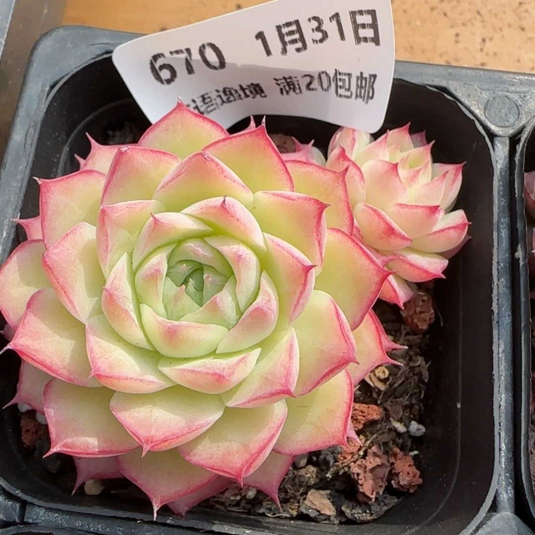花语逸镜0131-670