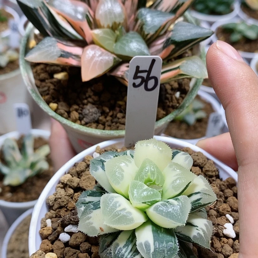 【闪购商品】睡****95和56