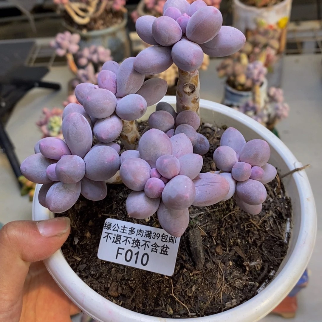 010香水手指奶多肉9c m