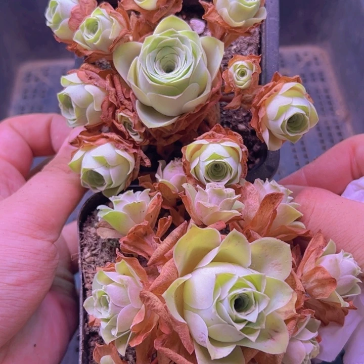 538 山地玫瑰一物一拍无售后