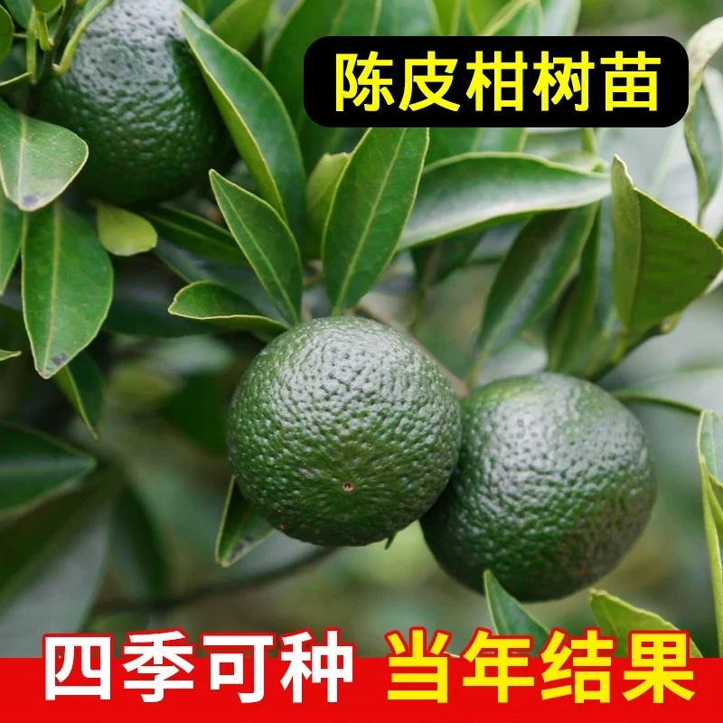 正宗嫁接新会陈皮柑茶子柑茶枝柑新会柑制作陈皮专用树苗当年结果