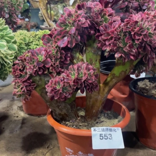 553，美杜莎缀包邮