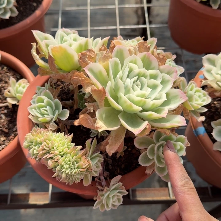 柠檬玫瑰锦缀多肉植物绿植