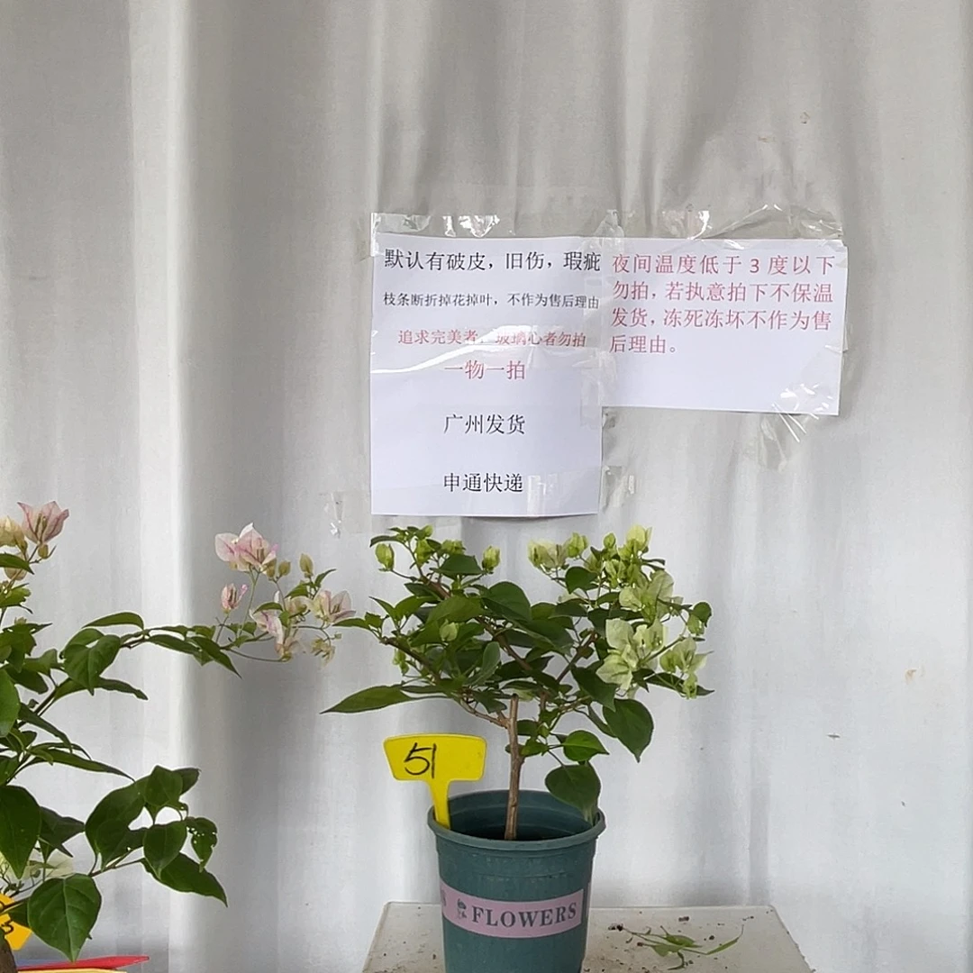 当前无花栽培后可以开花51暗斑绿樱
