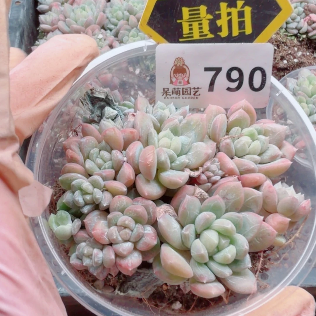 多肉植物多肉植物