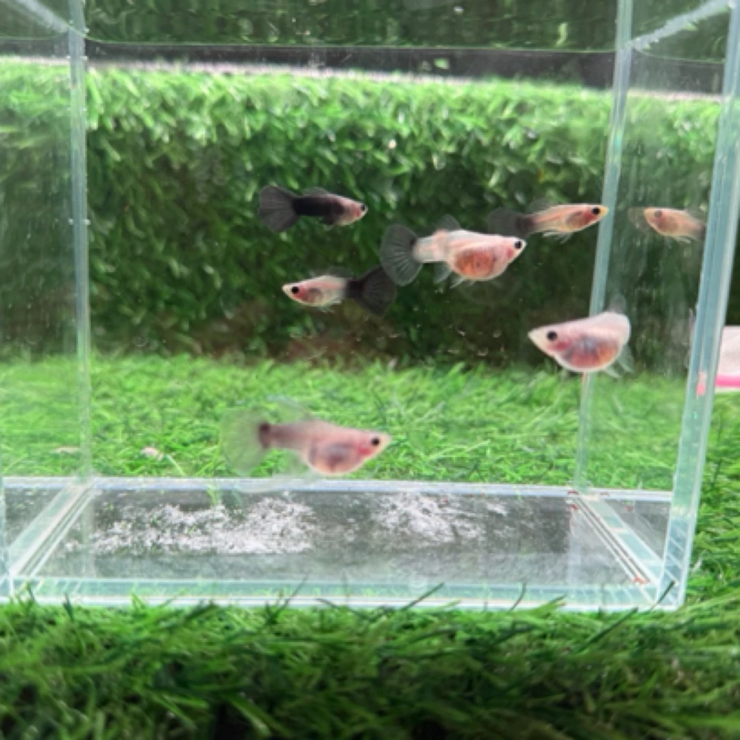 蓝礼服玻璃猫孔雀鱼顺丰包邮