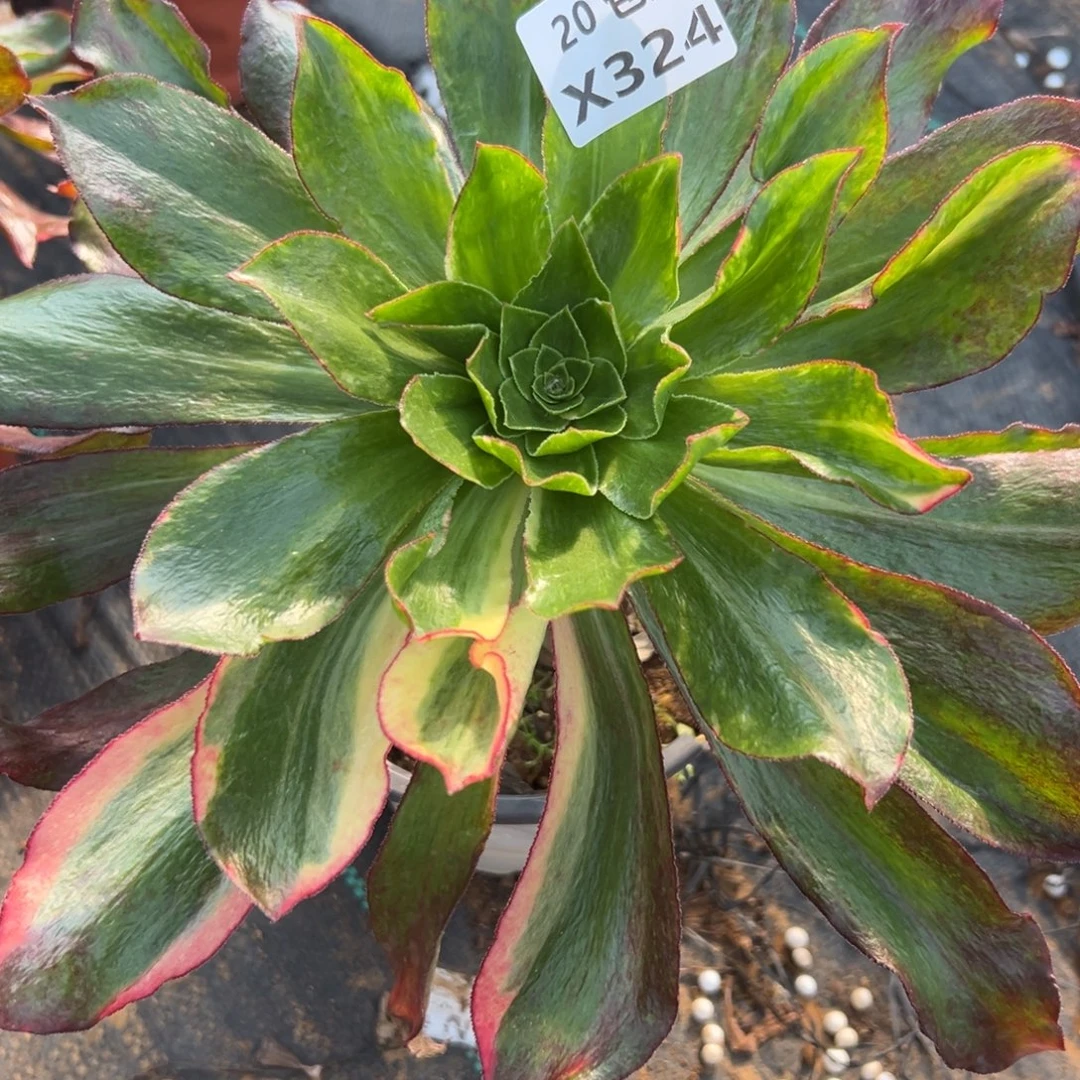 324魅影七彩，满20包邮