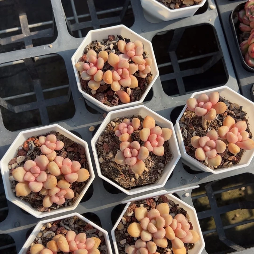 先锋派3-4头群一颗量拍多肉满9.9包邮下午发