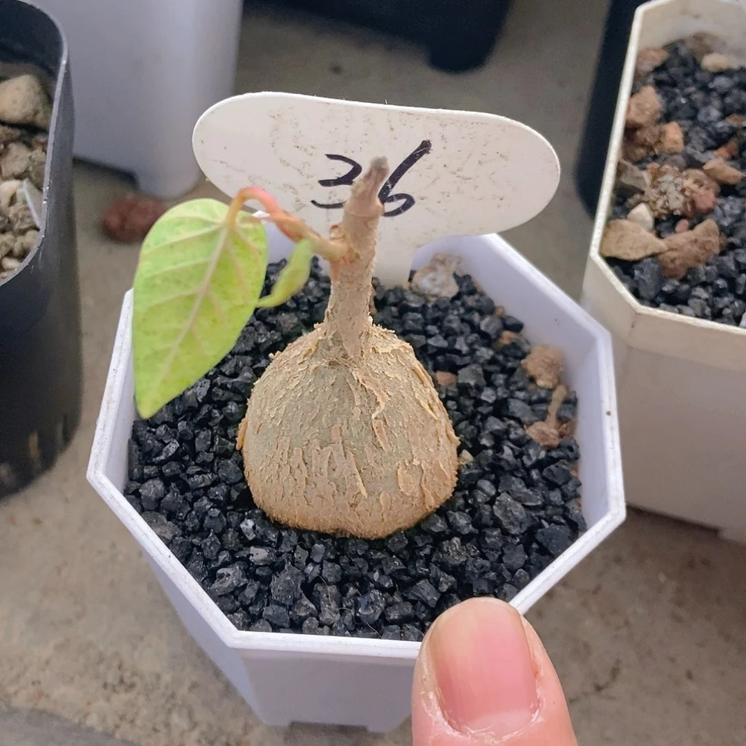 红脉榕之一物一拍