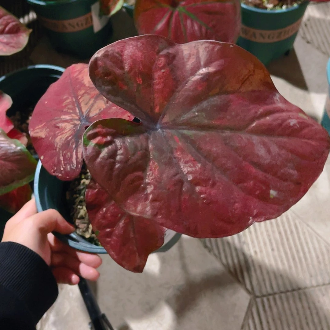 完全开放1462泰彩一物一拍