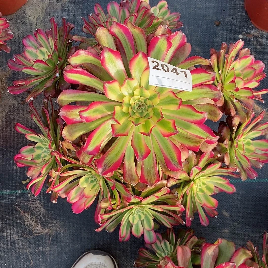 红陶灵*鑫2041维纳斯4多肉