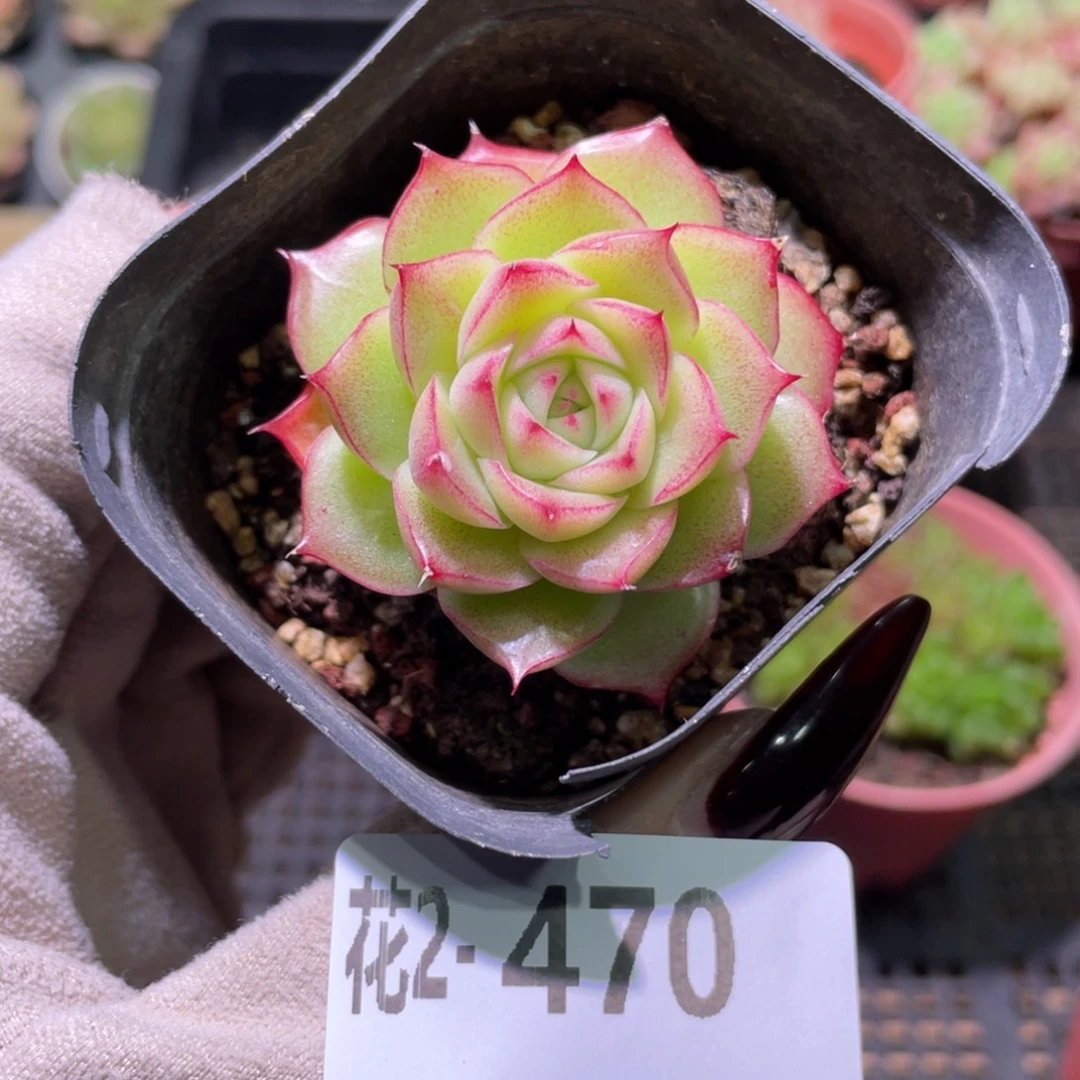 花利美2-470麦秆单头