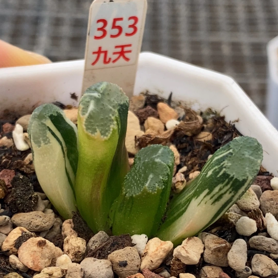353号荒肌玉扇锦多肉植物