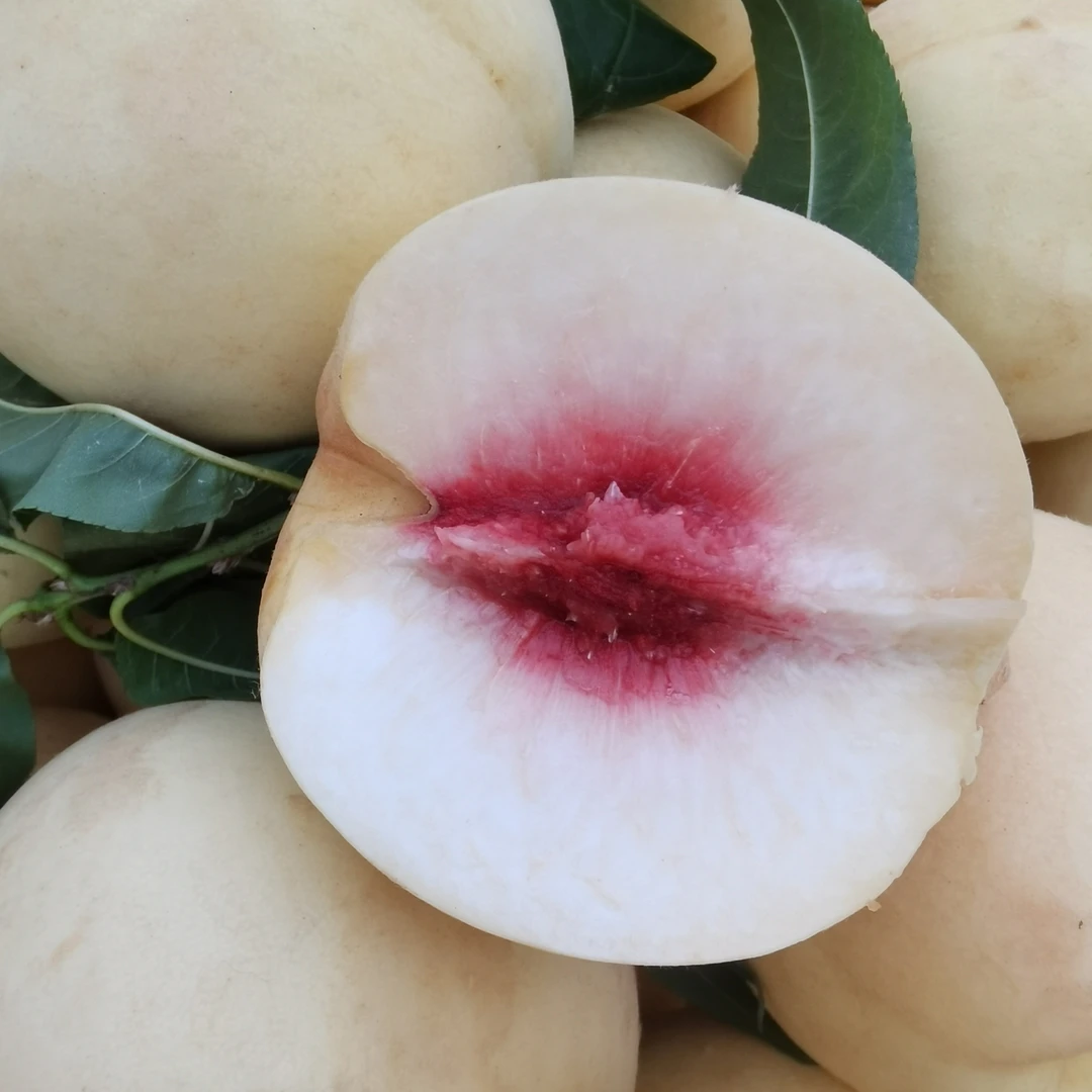 迎霜红冬桃白桃，脆桃，应季新鲜水果蜜甜多汁