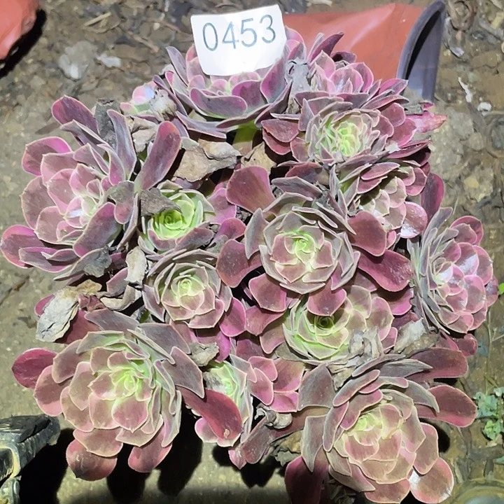 多肉植物法师453凤冠