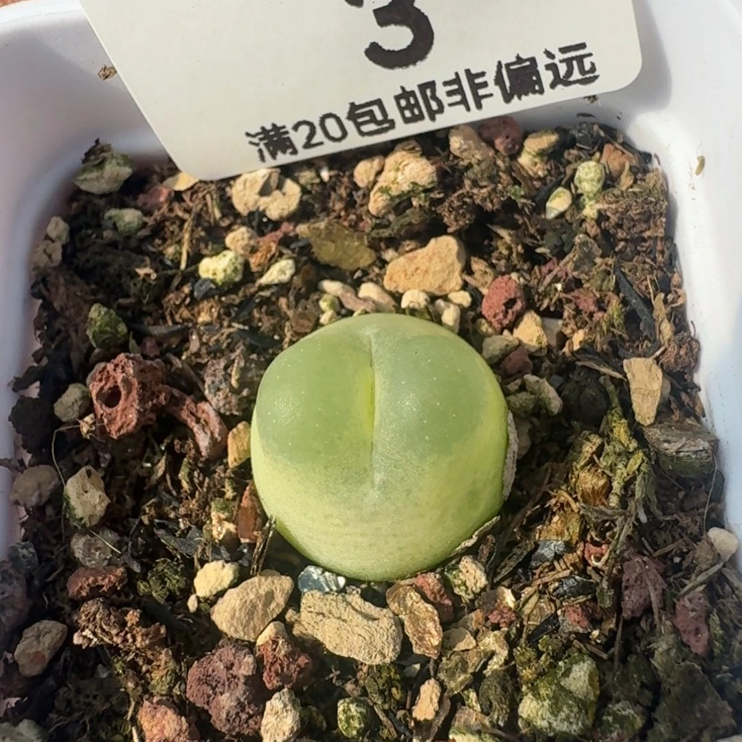 拉登1.5带盆土。