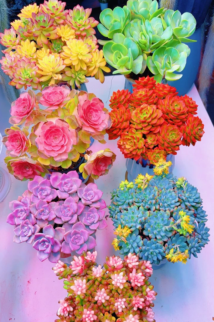 {豪华大礼包} 带盆土发 新手好养活 室内外养 金喜多肉