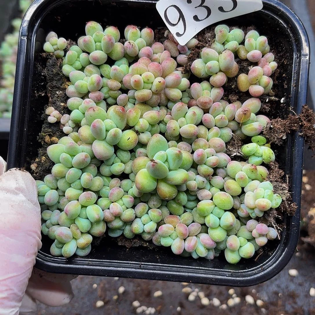 多肉植物多肉植物933