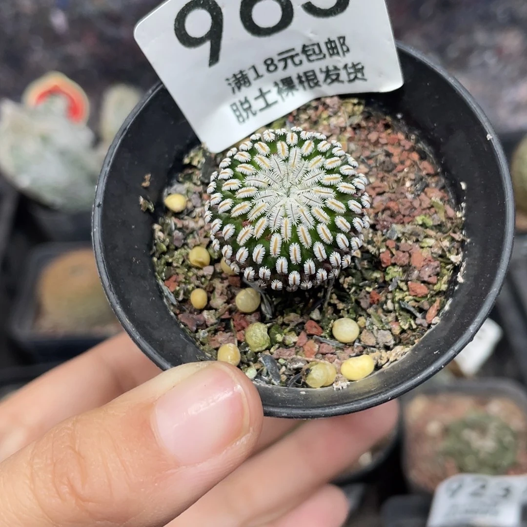 963白斜子仙人球植物