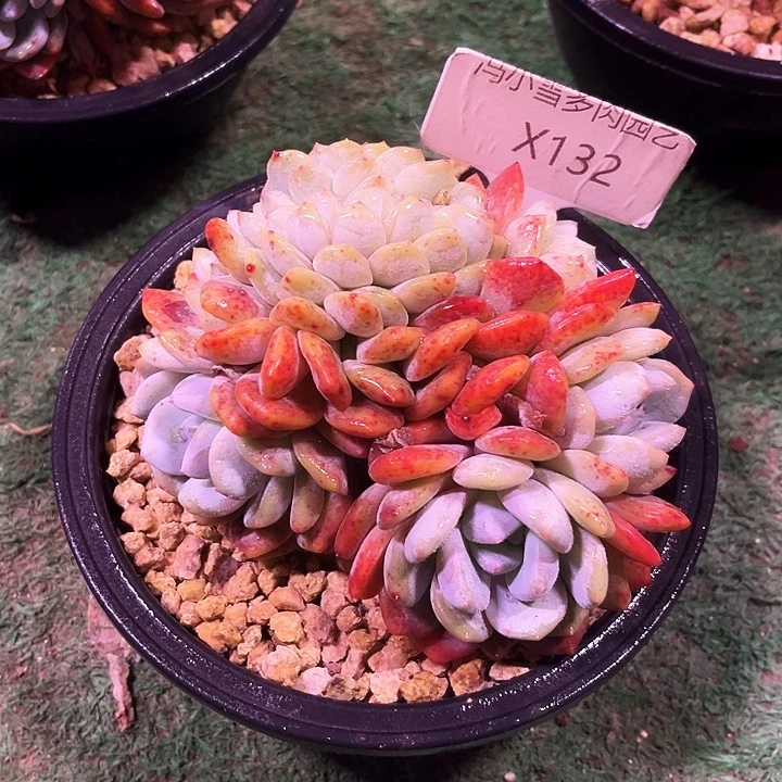 伶**球我是第一百个为妖姬应援哒