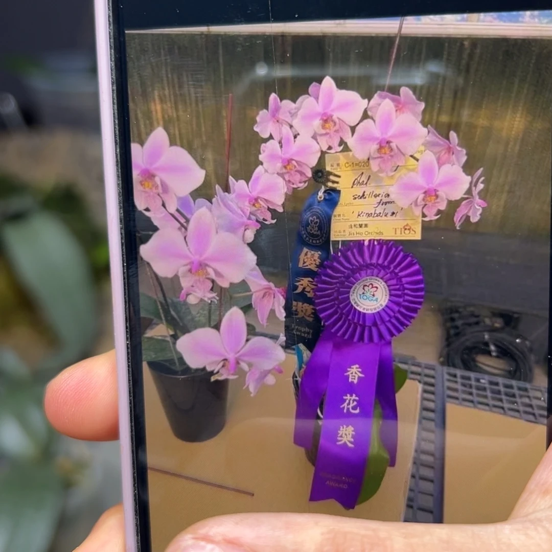 无花朵沙巴西蕾丽获奖品种