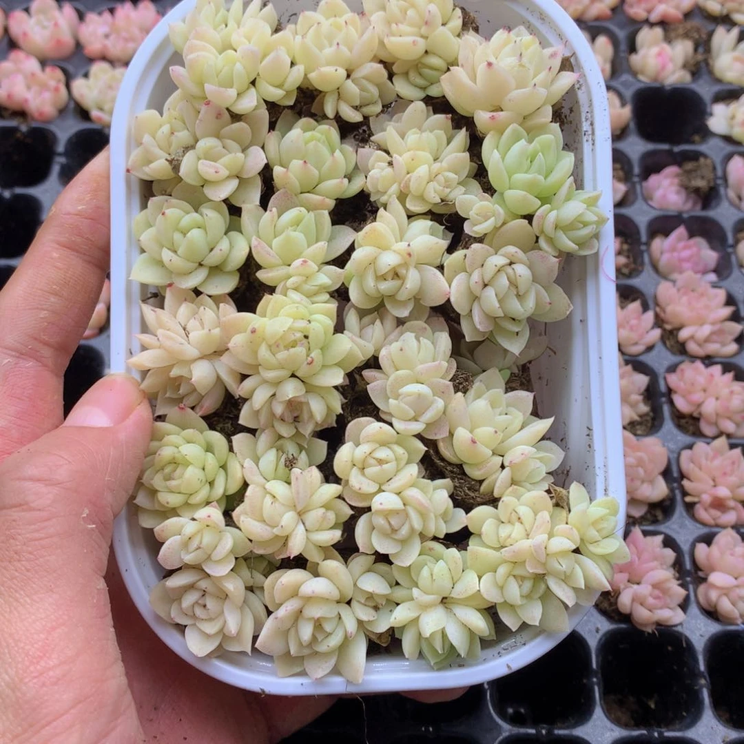 反反复复还是很开心006