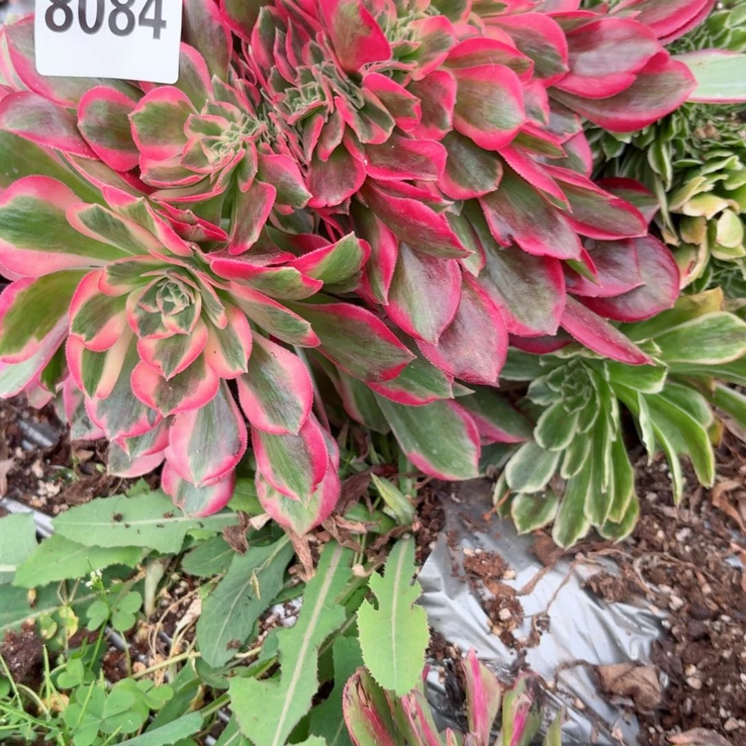 我8084 号多肉法师特价