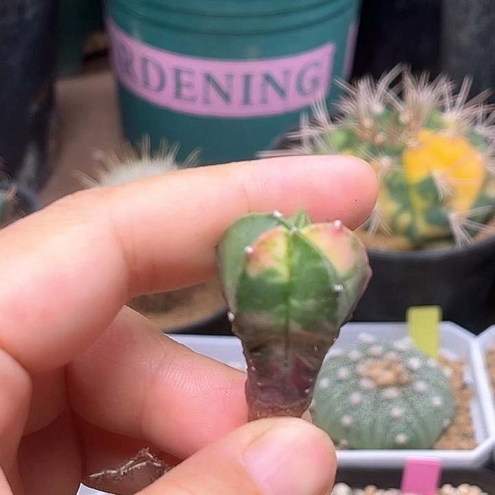 无花朵鸾凤玉锦实生