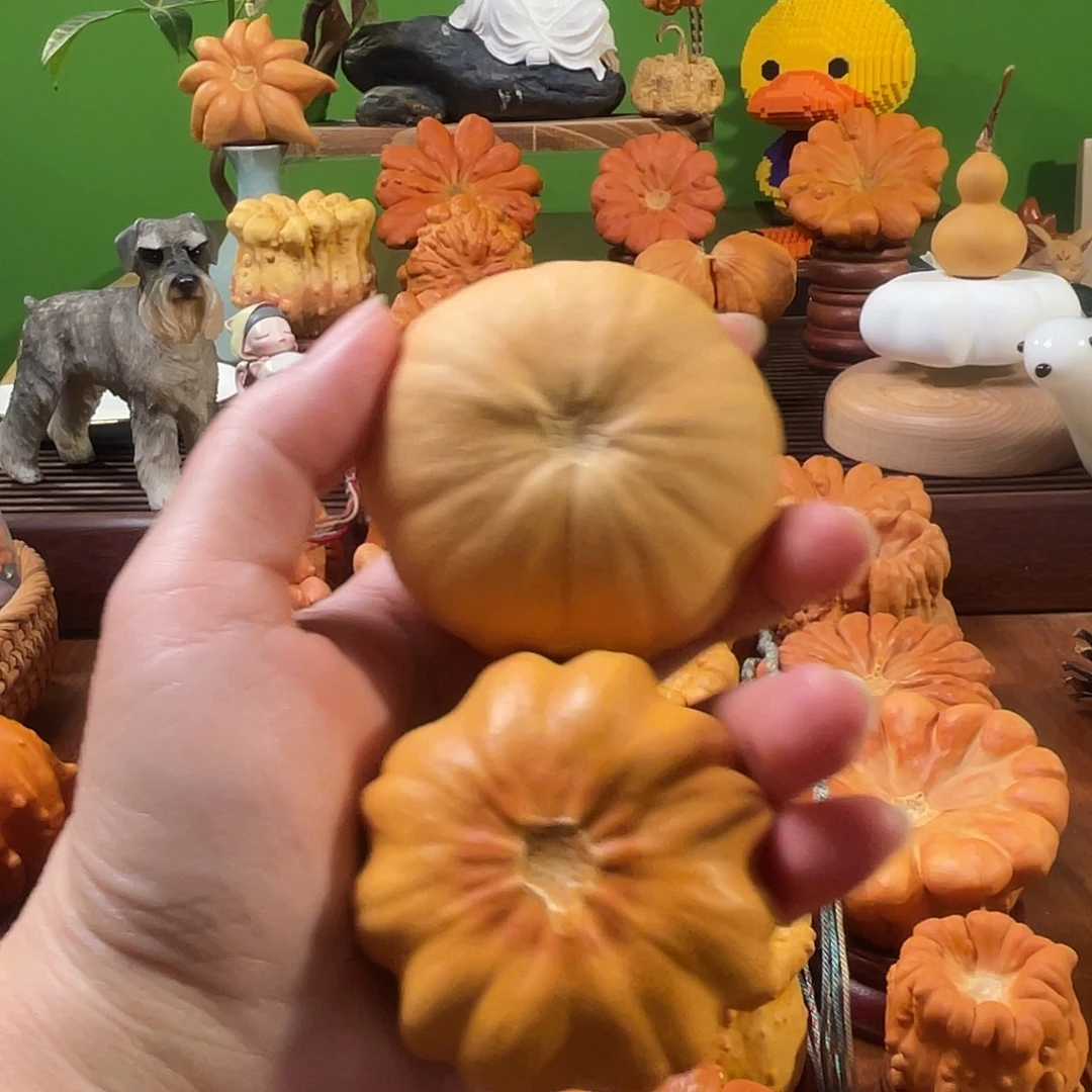 沧***影墨西哥葫芦手把双色太阳花