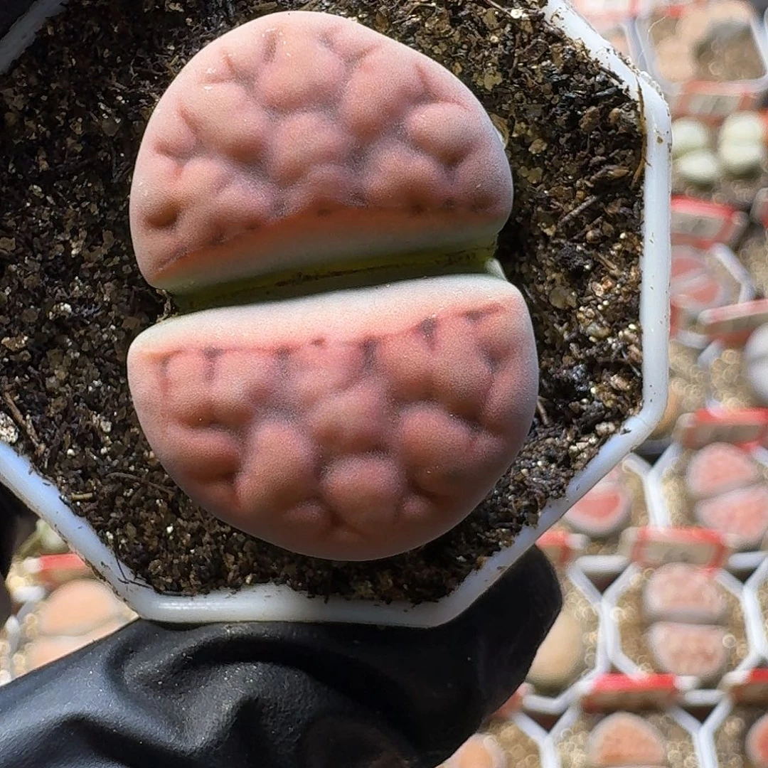 生石花223:：/。  71