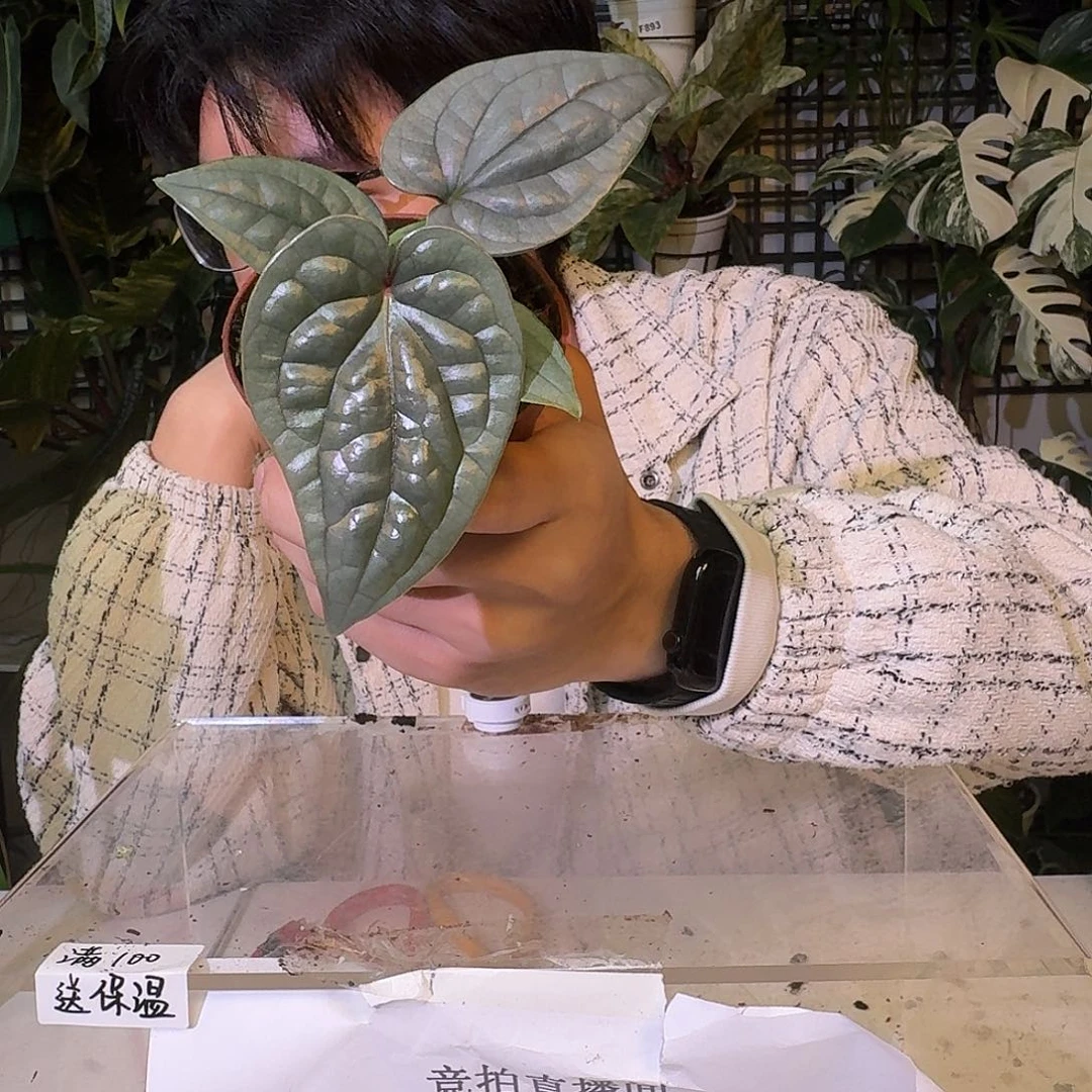 不开花植物C234籽播奢华