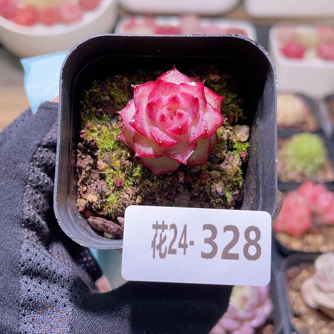 花利美24-328女王