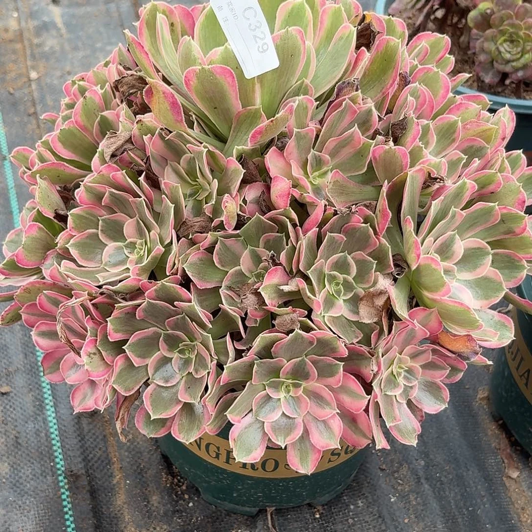 329花样年华多肉植物发货
