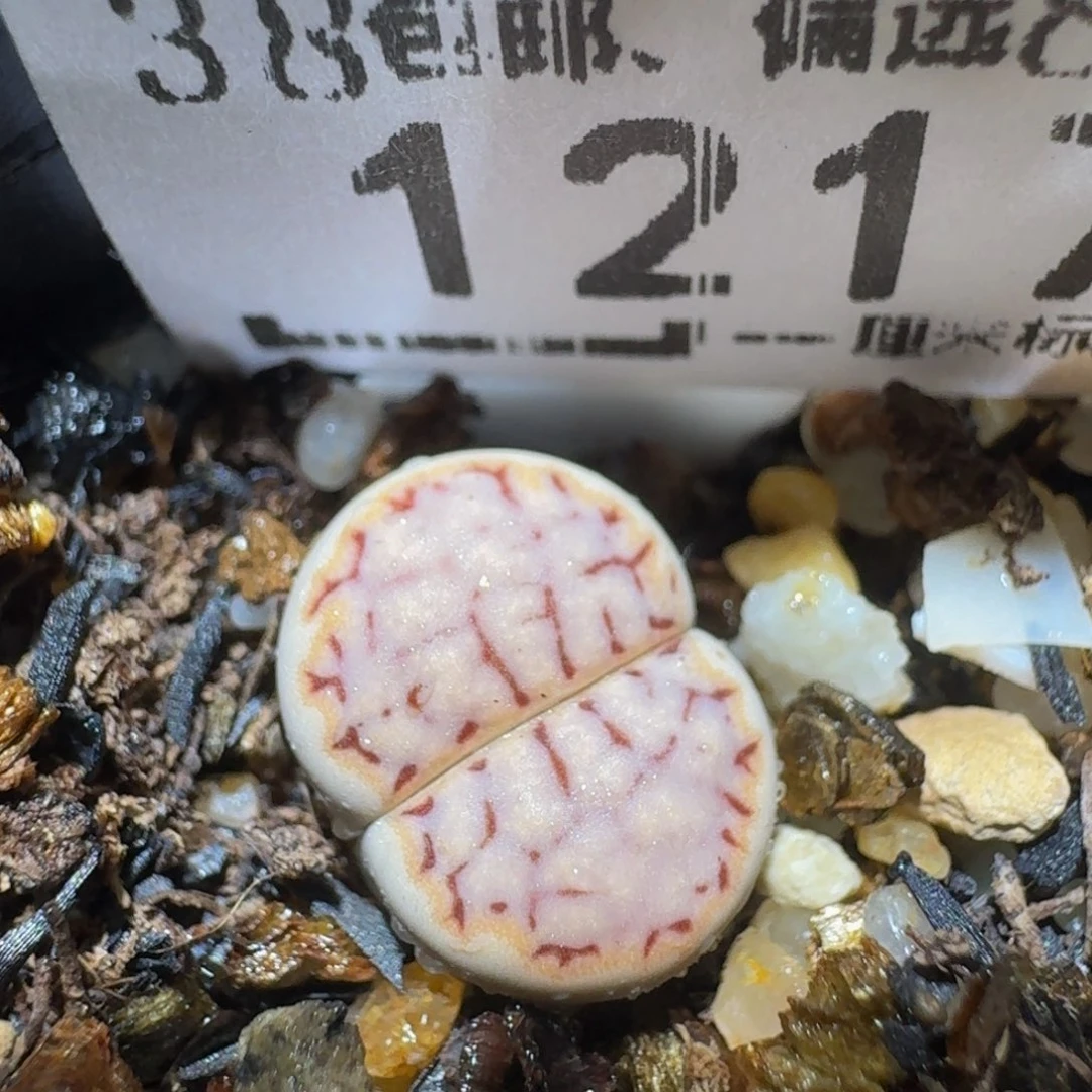 zzzzz精品生石花1217