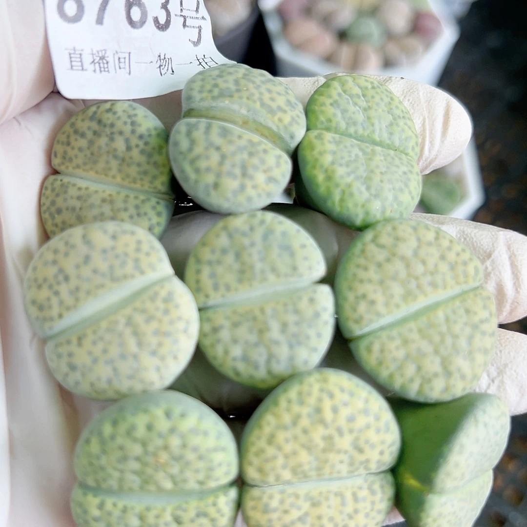 8763 好养易活生石花大母本9个