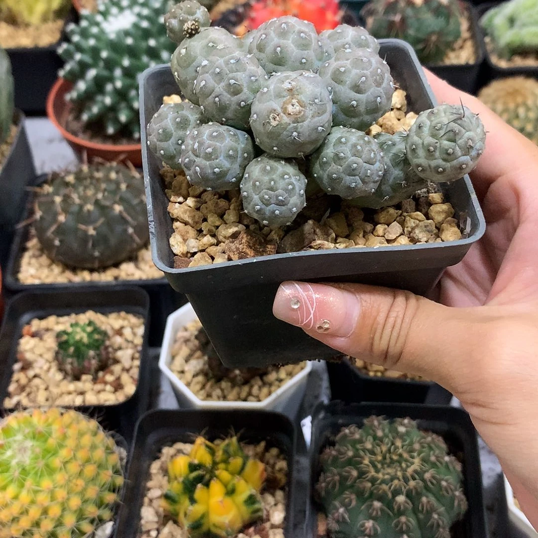 当前无花栽培后可以开花足球团扇