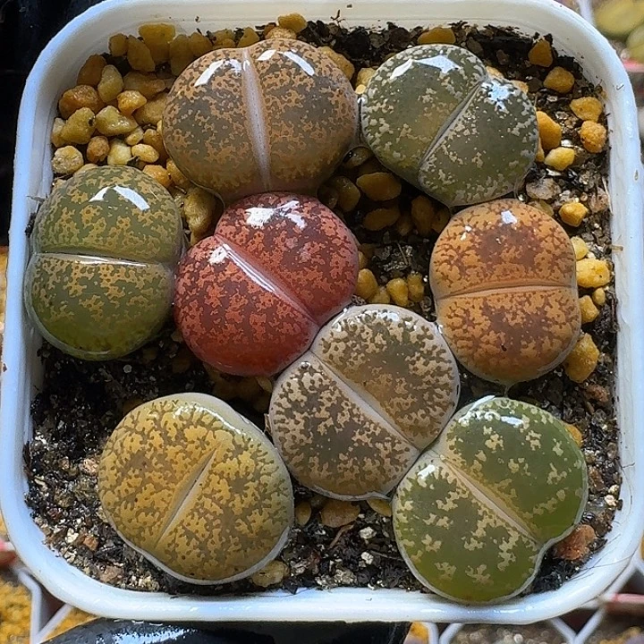 生石花111121。   131